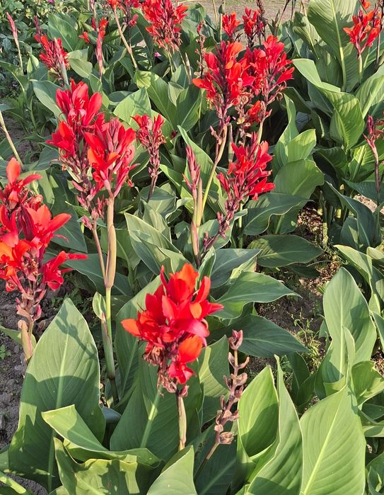 Kłącza kanna paciorecznik