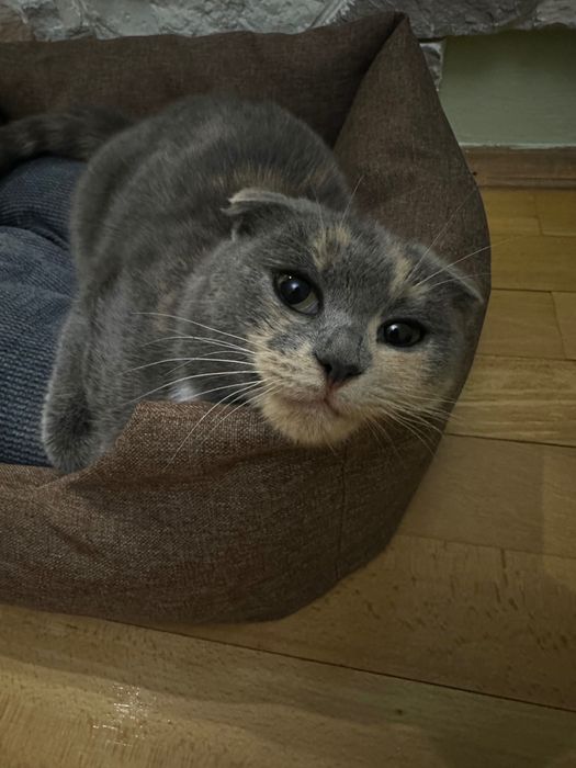 Віддам кітку в хорошу сімʼю