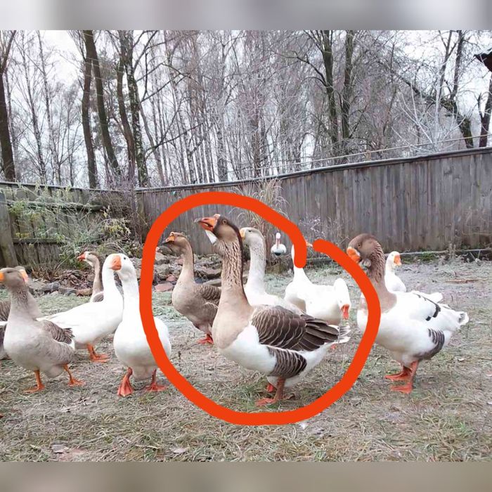 Продаж гусака молодого