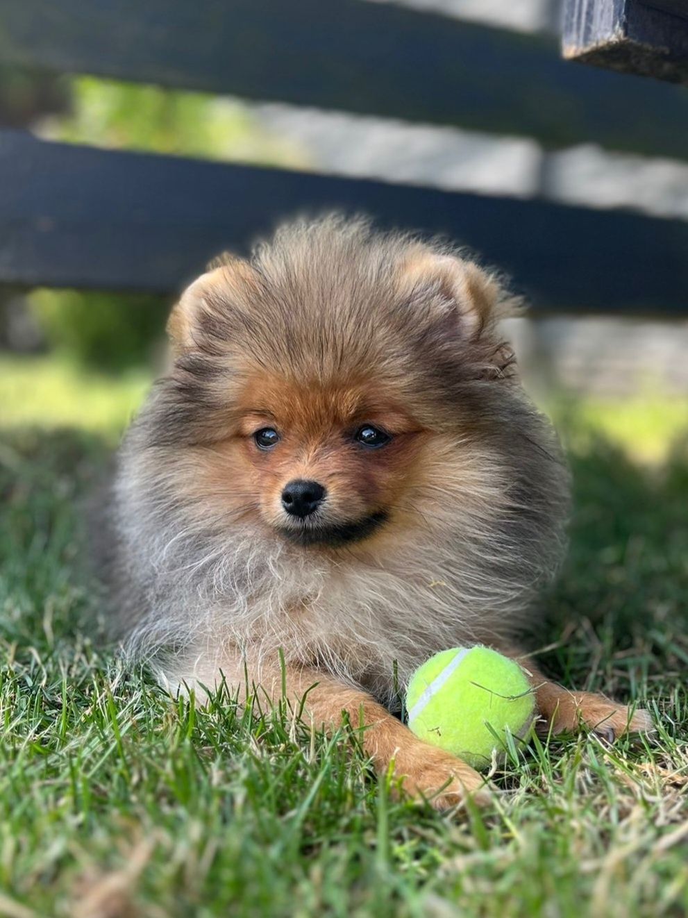 Pomeranian piesek gotowy do odbioru