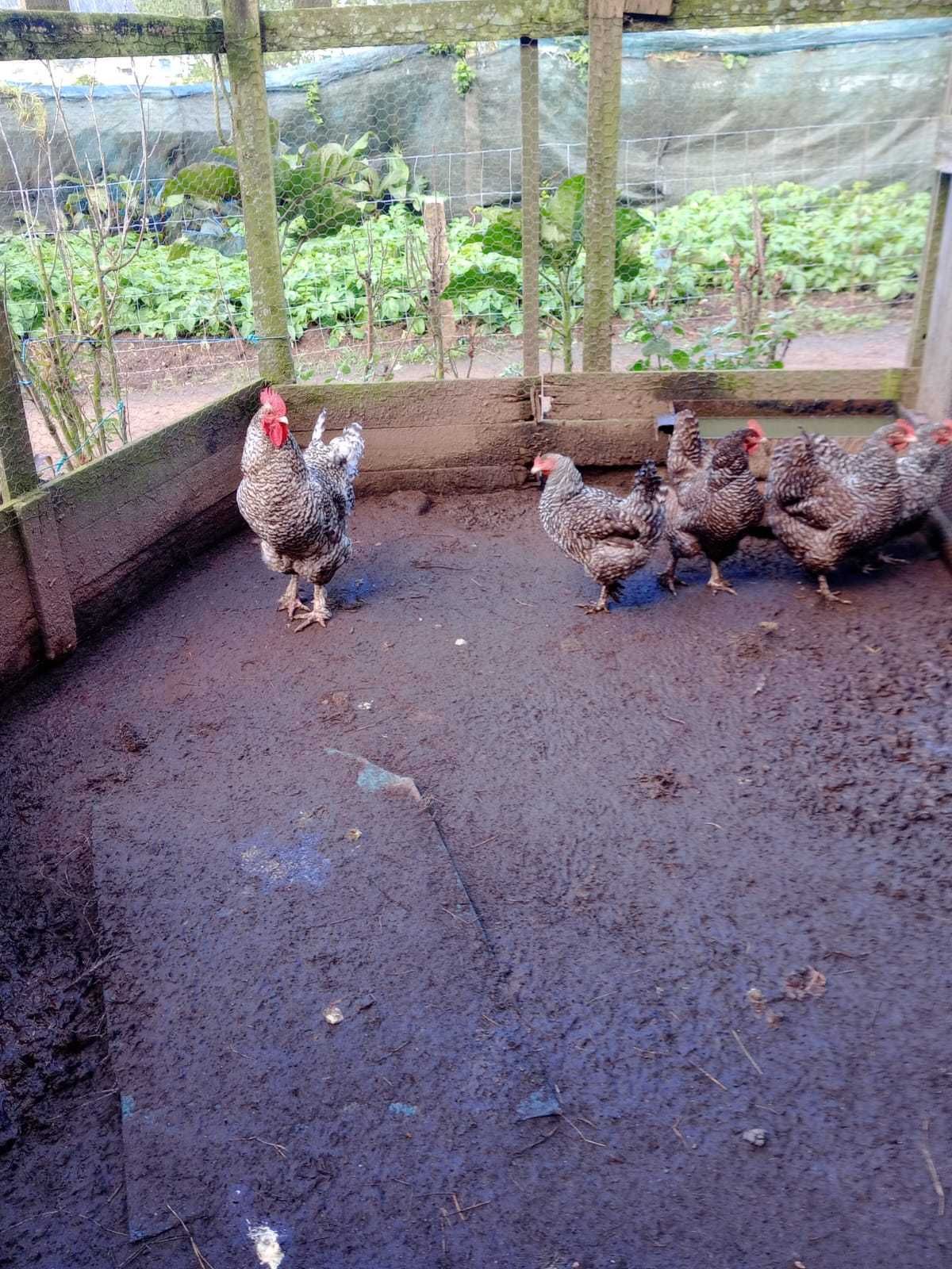 malines casal galinhas , ovos para  incubar e pintos