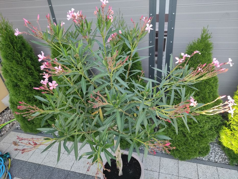 Oleander  pospolity roślina,