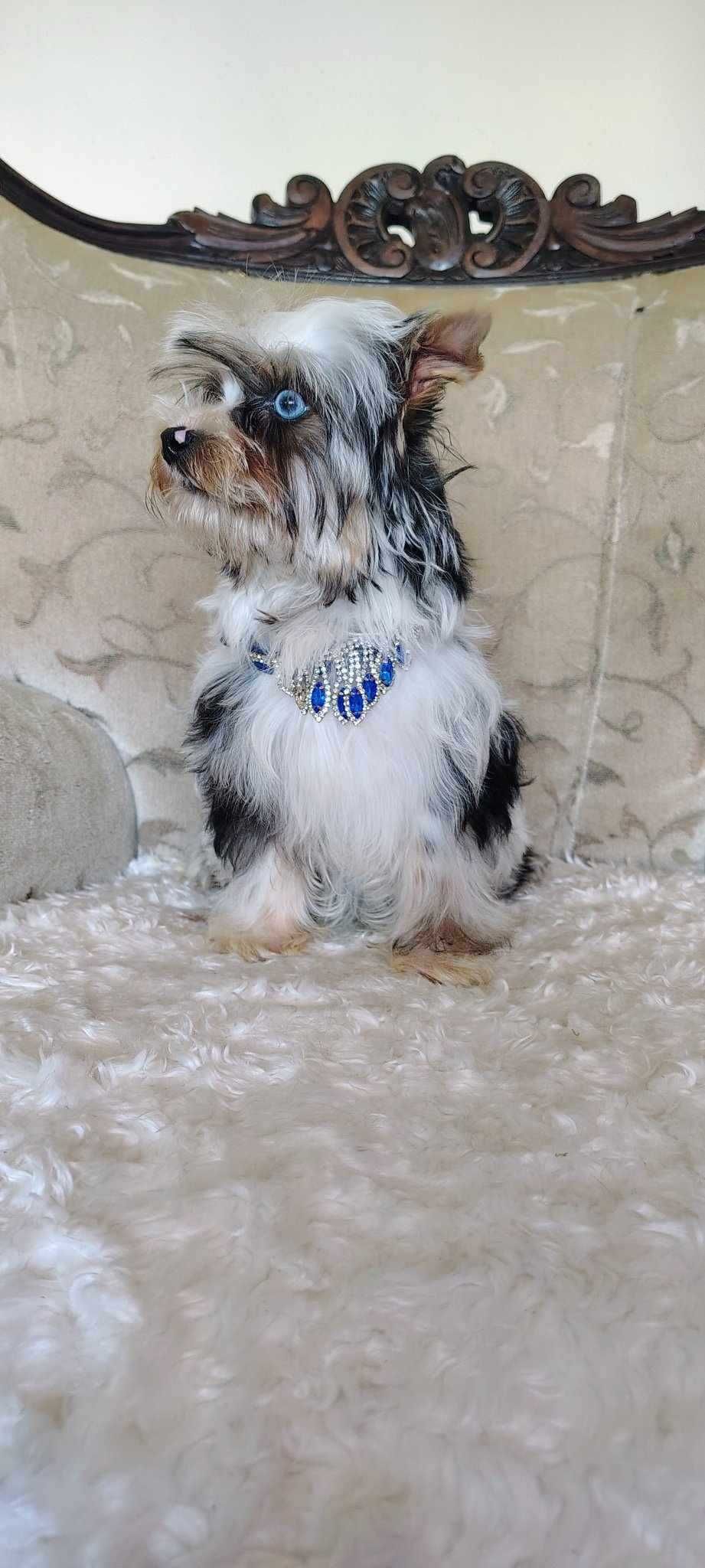 Piękny Yorkshire Terrier Color o błękitnych oczkach UNIKAT