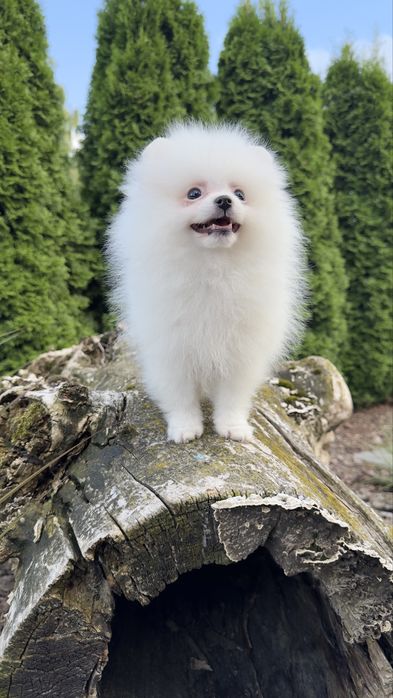 Pomeranian/szpic miniaturowy