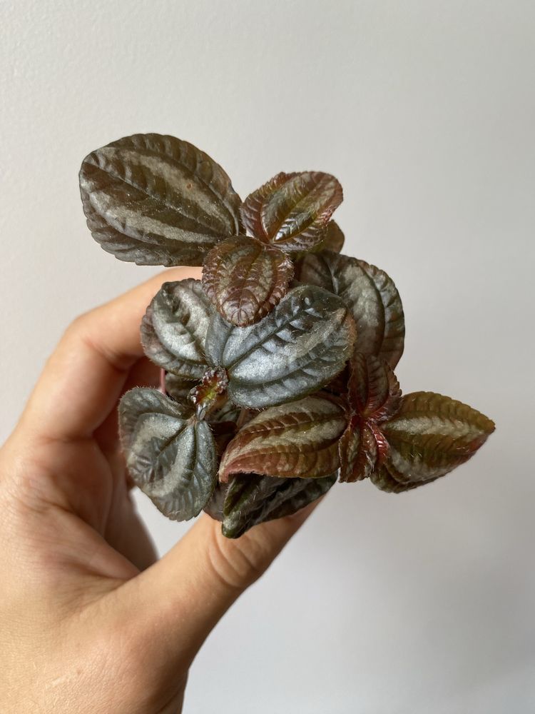 Pilea spruceana Norfolk do terrarium