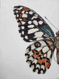 Obraz tempera na płótnie 30x40 motyl "Styczniowy półmotyl"