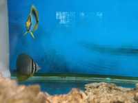 akwarium morskie- Zebrasoma desjardinii