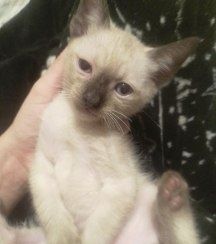 Gatinhos bebés  para adoção