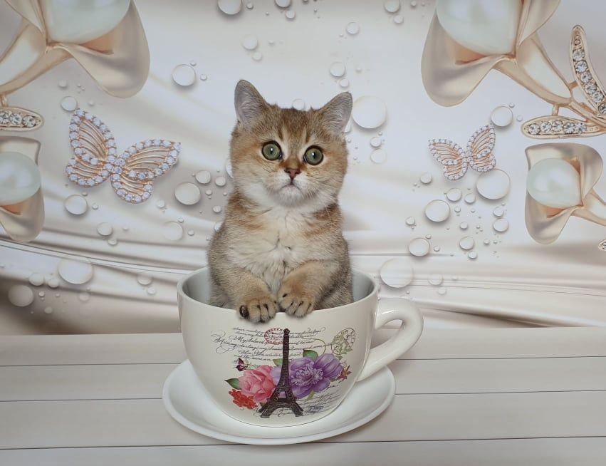 Эксклюзивчик! Шотландец