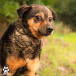 Azorek do adopcji