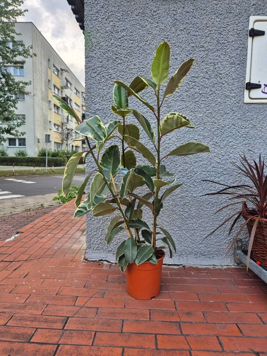 Fikus Ficus elastika sprężysty Tineke 135cm 3 rośliny w doniczce