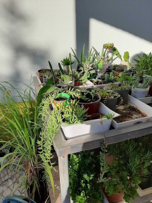 Plantas decorativas, suculentas, Physalis, Aloé vera