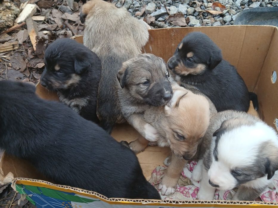 Шукають нову домівку