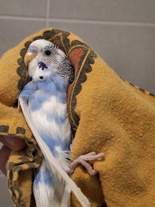 Piriquitos austriacos