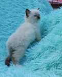 Seal point kotka ragdoll
