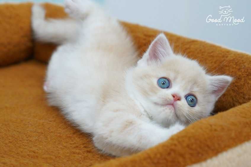 Шотландське кошеня кремового кольору. З документами!