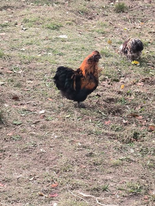 Koguty ozdobne silka/kohin