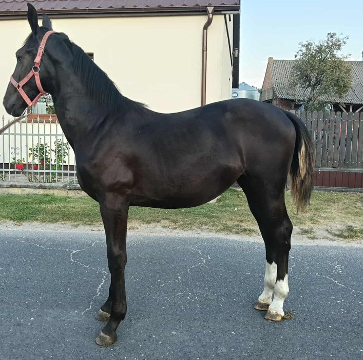 Sprzedam klaczkę śląska