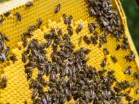 Pszczoły sprzedaż rodzin - ramka dadant