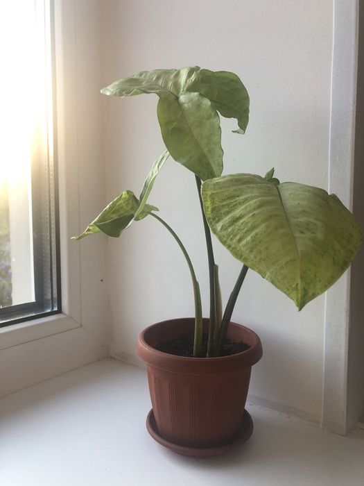 Сингоніум подофіллум Баттерфляй