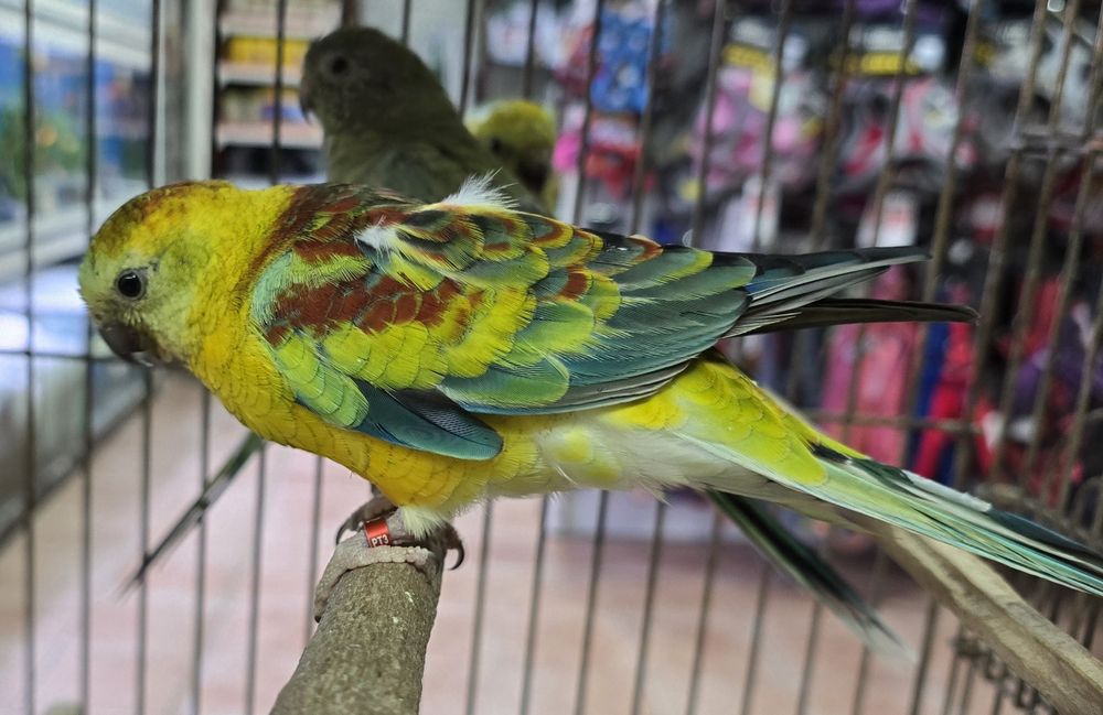 Red Ramp prontos para criar