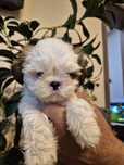 Piesek Shih-Tzu.