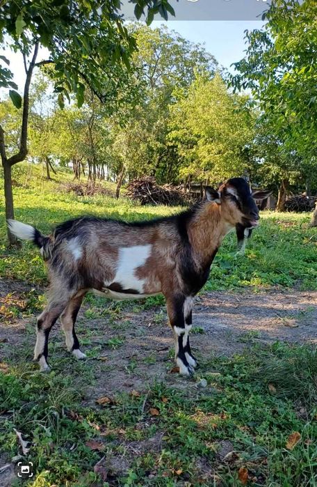 Коза, добра газонокосилка для подвір'я, товариська, трансгендерна.