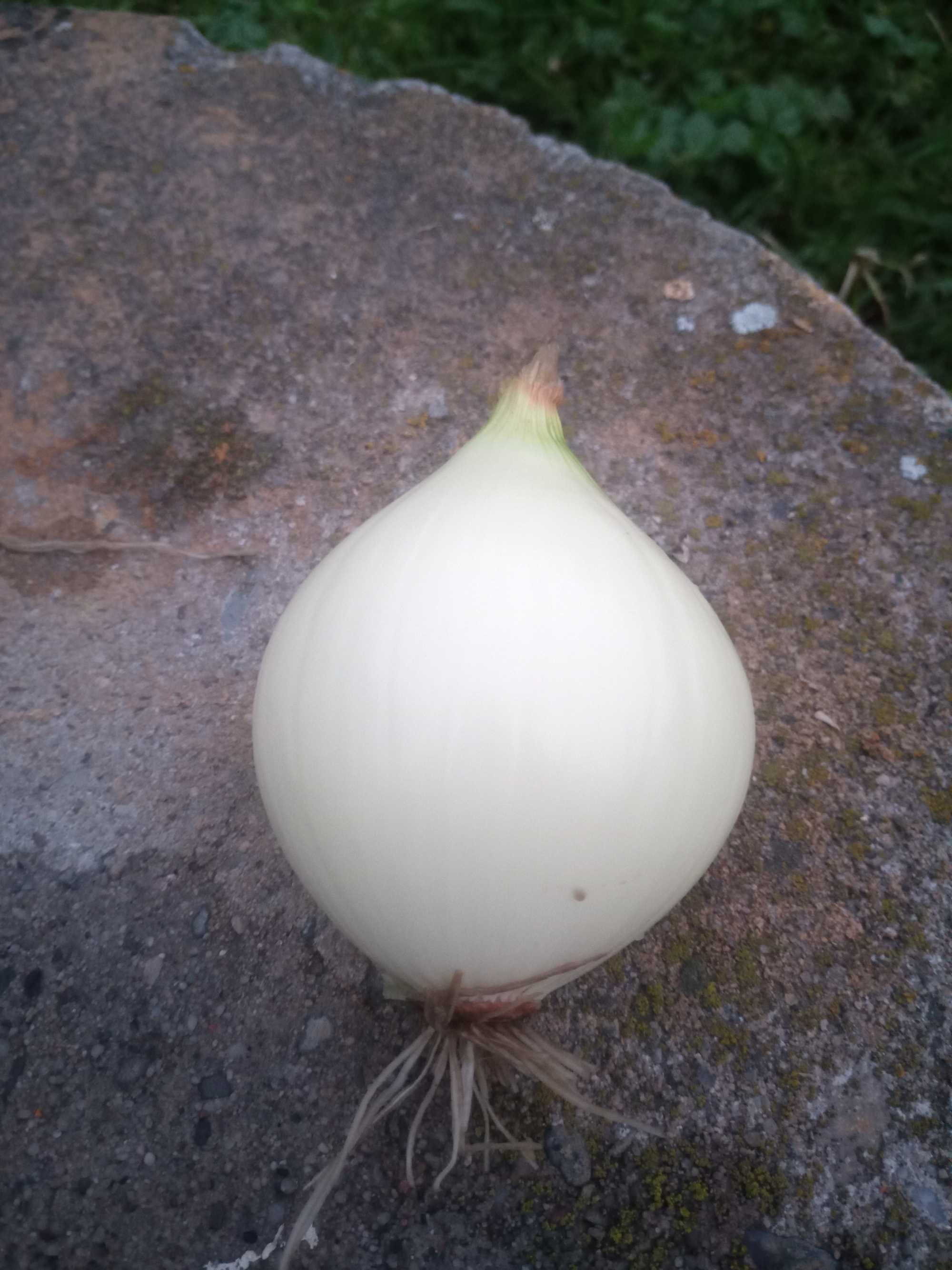 CEBULA ozima z łuską 5 KG
