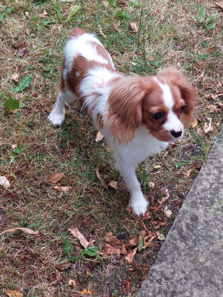 Cavalier King Charles spaniel piesek z rodowodem SWKIPR