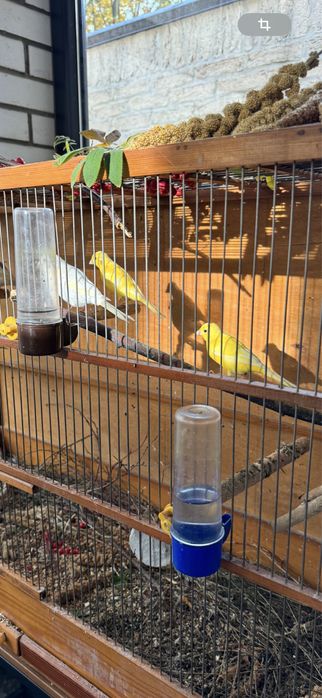 Клетки для канареек и …