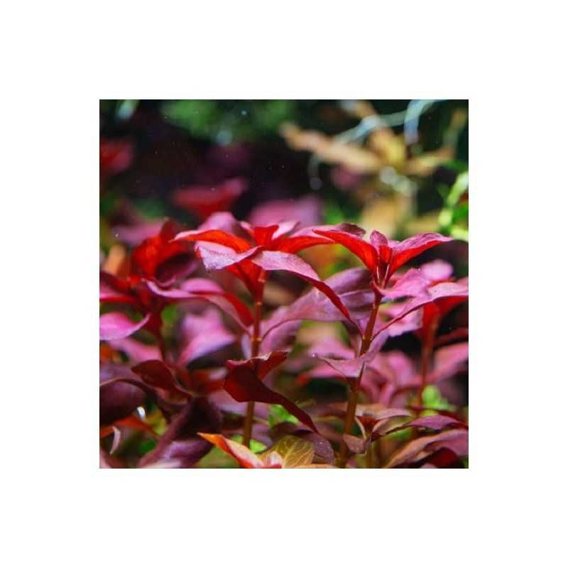 Ludwigia repens 'Rubin' – Planta aquática