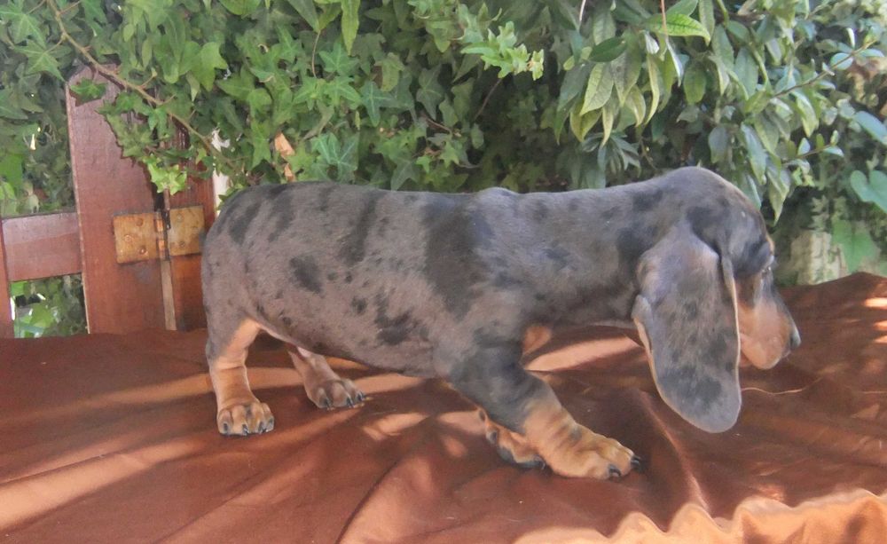 cachorro macho teckel miniatura