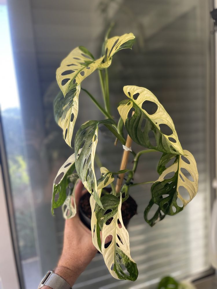Planta Monstera adansonii variagata
