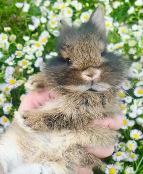 Ексклюзив! Левоголовий німецький карлик, кролик декоративний