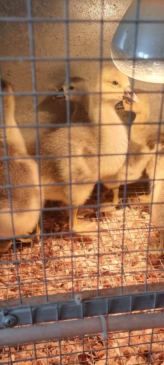 Gęsi Gąski Garbonose kaczki kaczka pisklęta