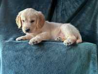 Marvel - złoty chłopiec Golden Retriver