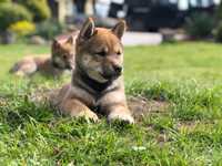 Shiba Inu Sezamowy Piesek FCI