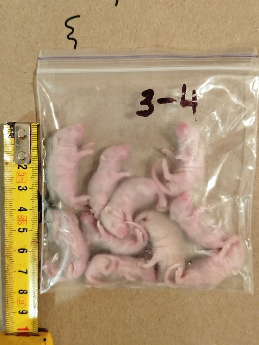 Кормовые мыши. Мышь. Заморозка. Бегунки. Опушата