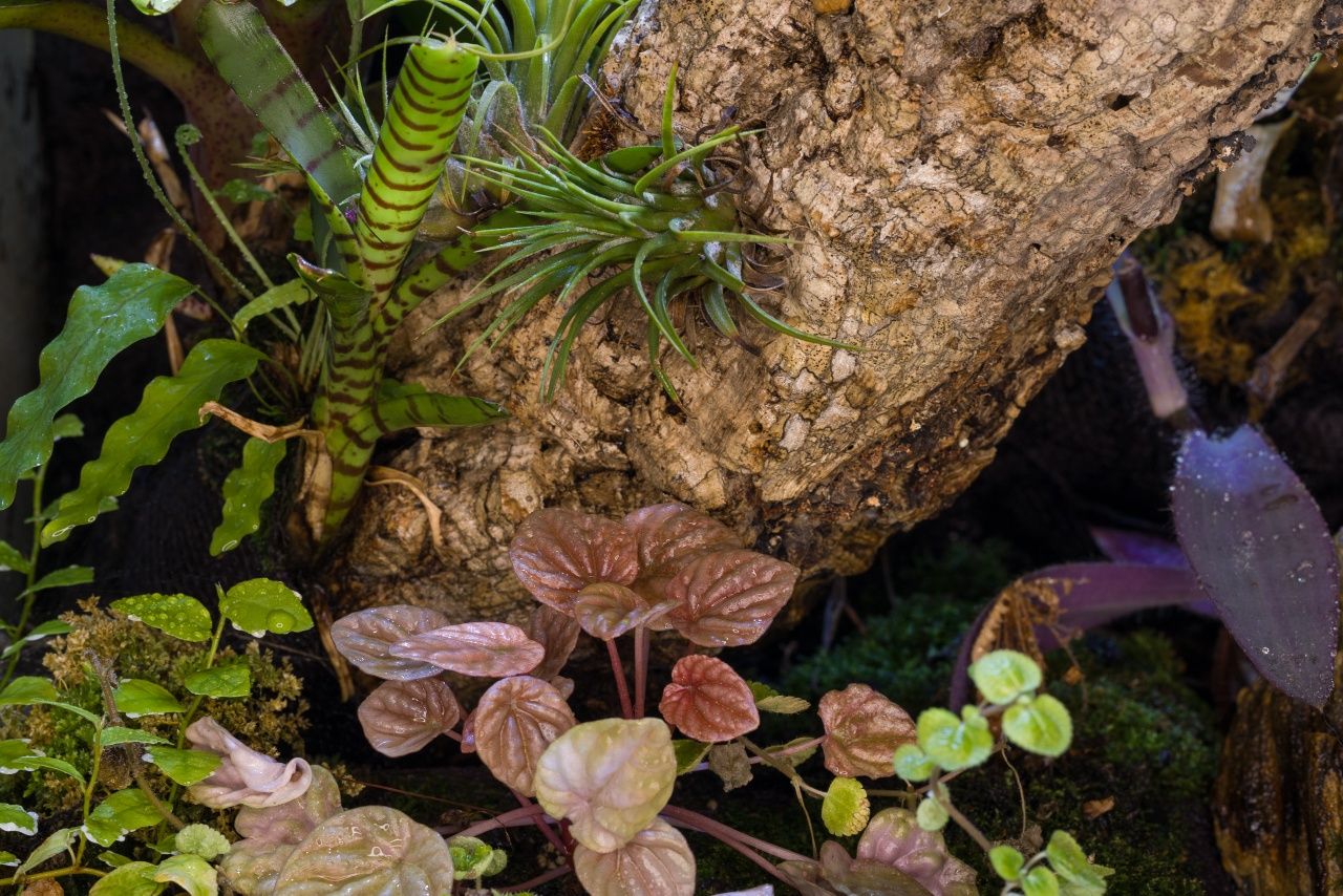 Terrarium tropikalne paludarium gekon