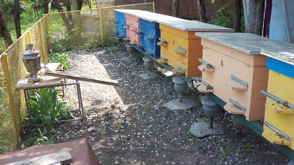 Продаются пчелиные семьи а также отводки