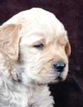 Golden Retriever Macho - Pedigree Excelente - Despistes de displasias