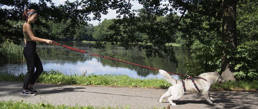 HIFICA Długa Smycz Amortyzowana dla Psa SOFT WALK 2.2 PA 40 + Karab. 8