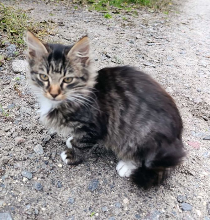 Безкоштовно в гарні руки смугасте кошеня з білою грудкою