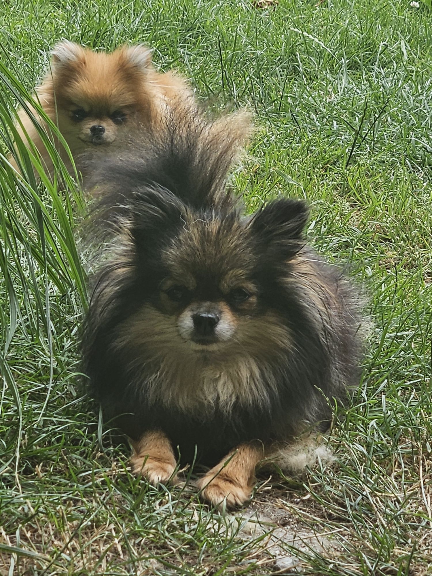 Pomeranian tyci czarna suczka