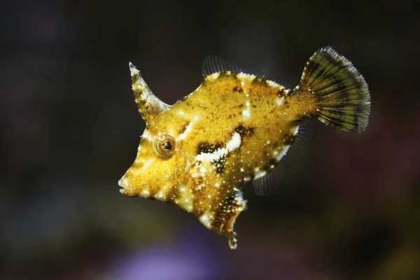 Acreichthys tomentosus (M) - brzydal na aiptaise