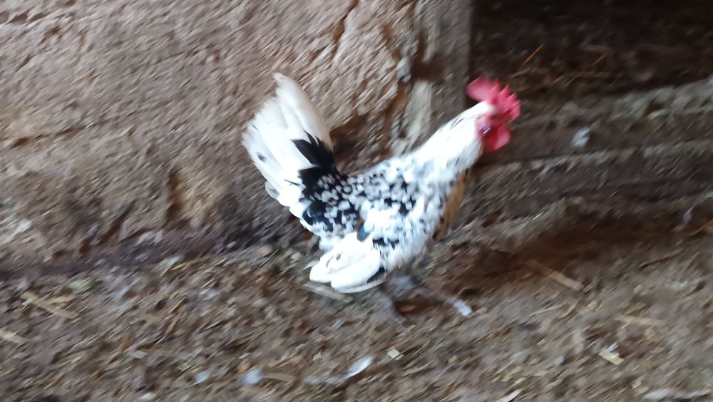 Liliputki miniaturki karzełki liliput para kura kogut lokowany loczek