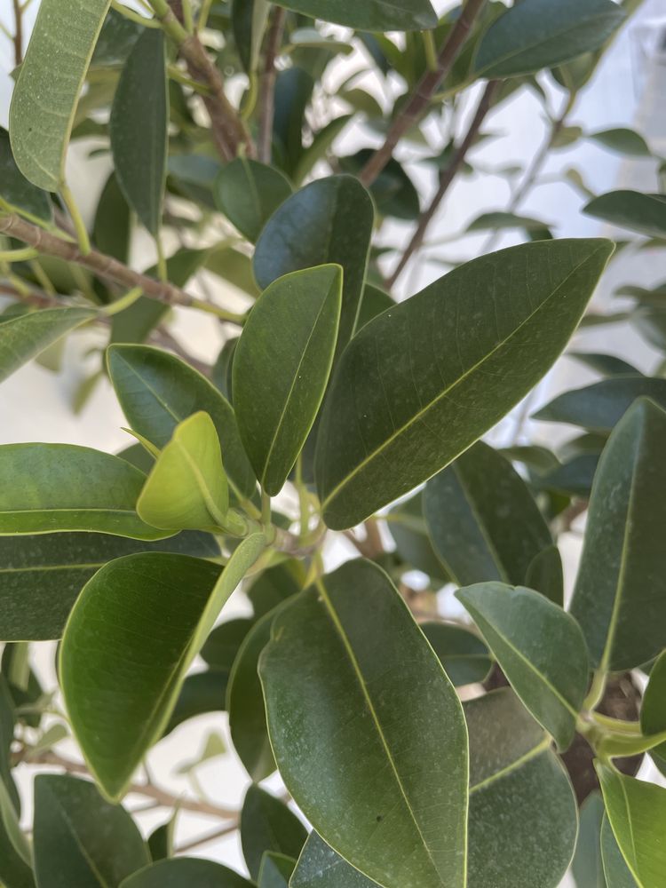 Jaqueira em vaso – árvore frutífera exótica