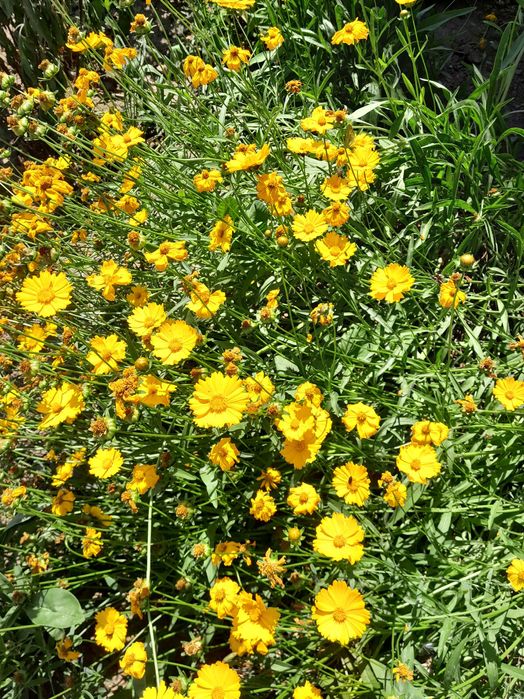 Продам участок в Аркадии. 5 соток. Под жилую застройку.