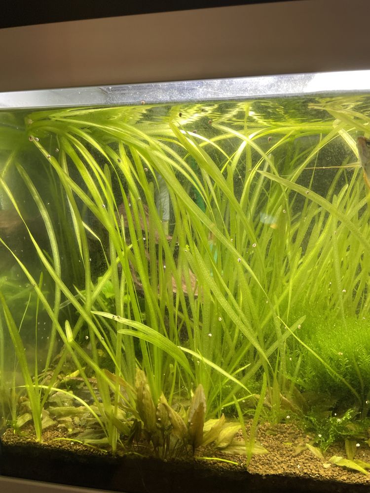 Vendo vallisneria gigantea