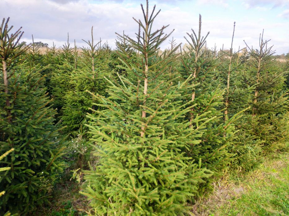sprzedaż choinek świerkowych